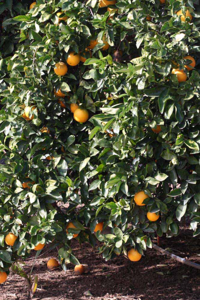            Habit (Riverside, CA)   